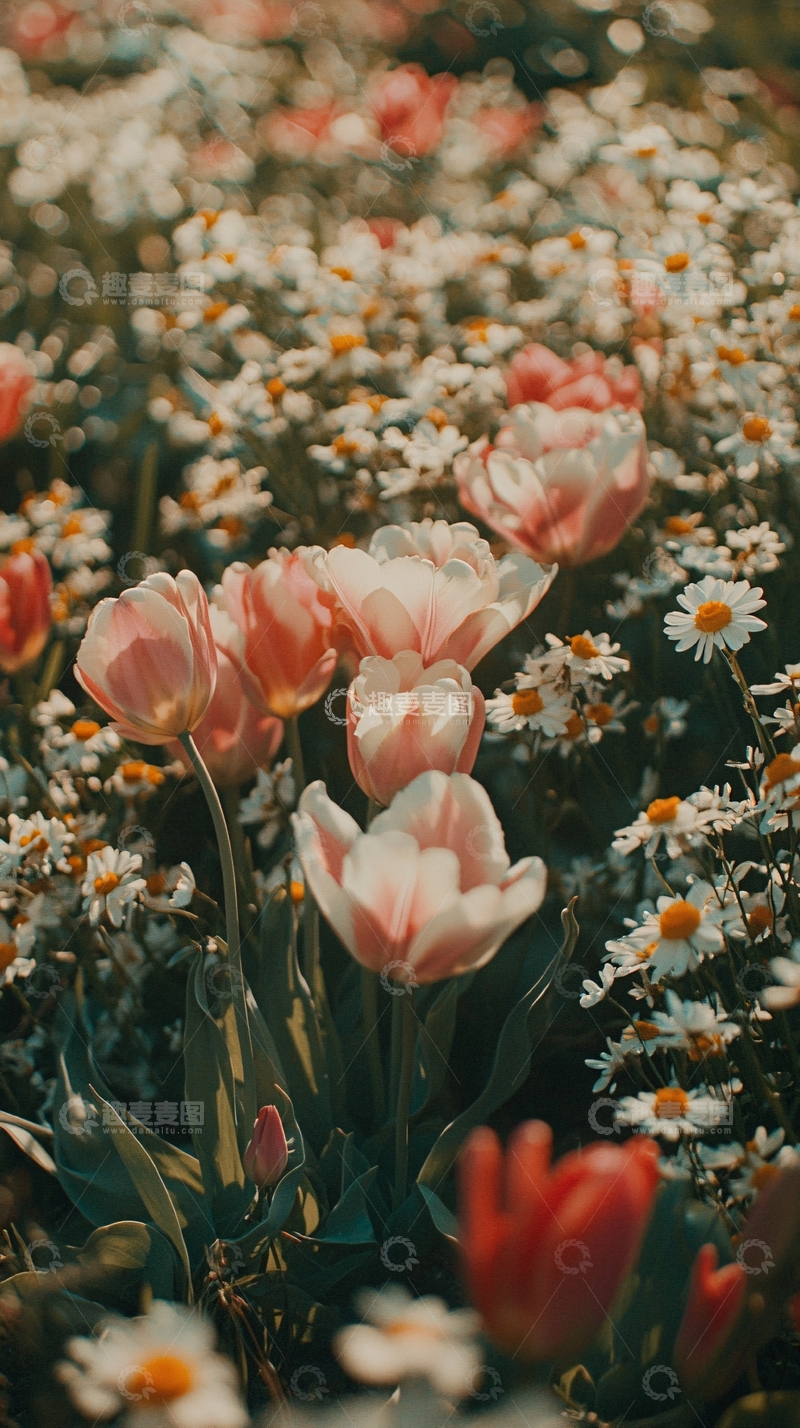 高清大图下载【趣麦麦图】粉色郁金香和雏菊花田