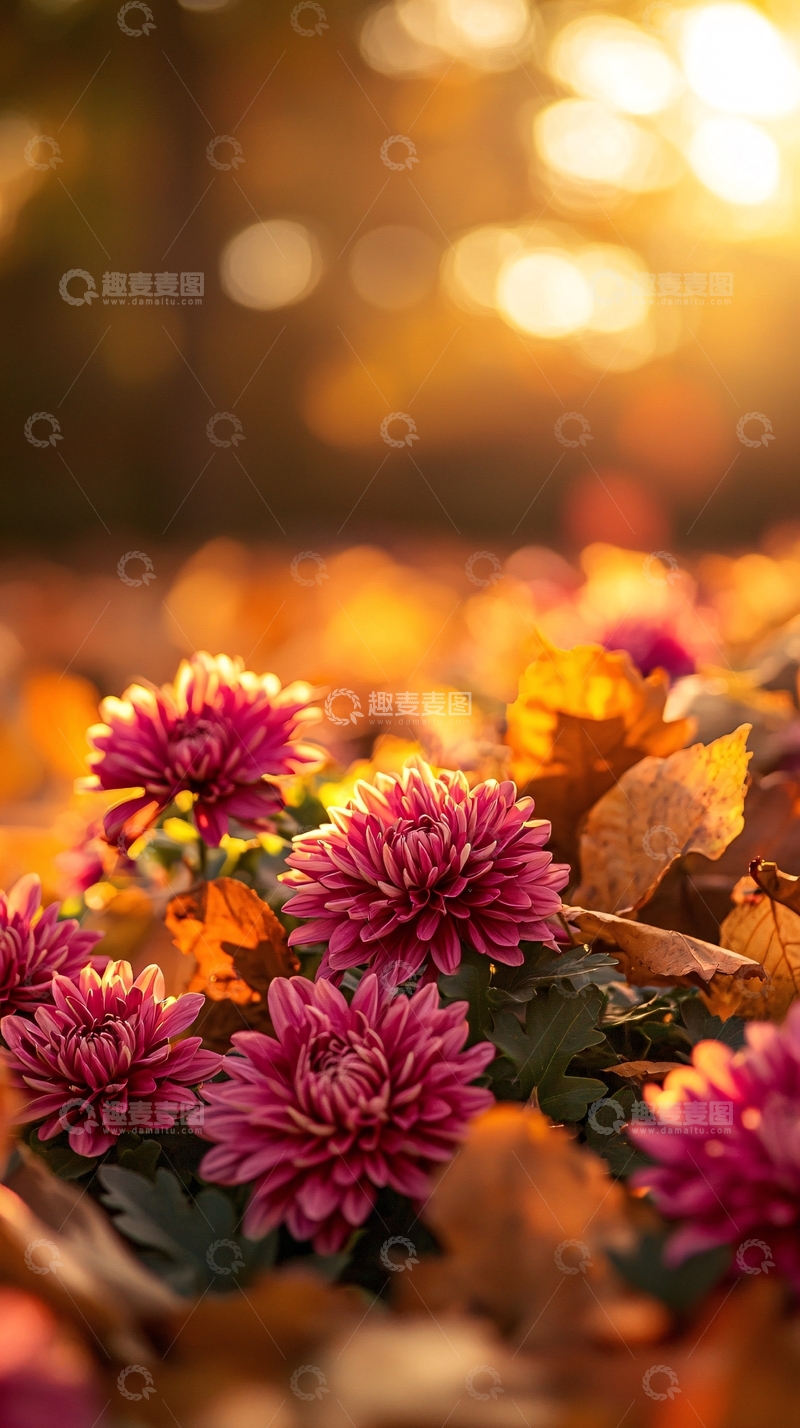 高清大图下载【趣麦麦图】秋日菊花落叶背景