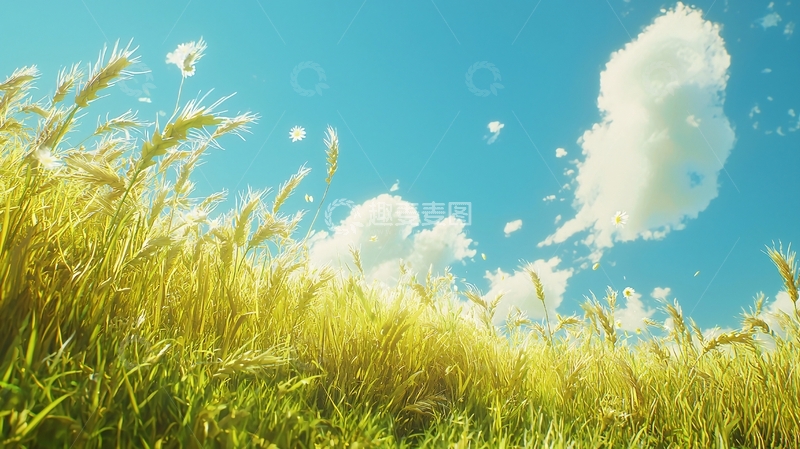 高清大图下载【趣麦麦图】金黄麦田蓝天白云