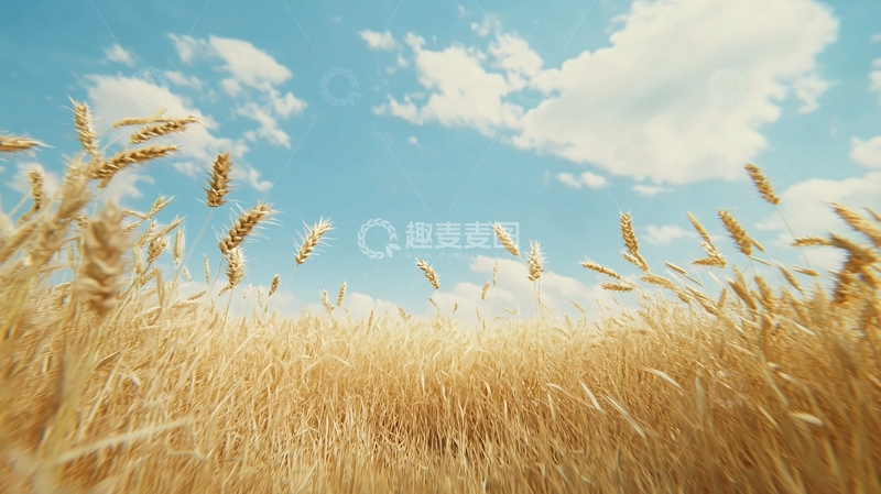 高清大图下载【趣麦麦图】金黄麦田蓝天白云
