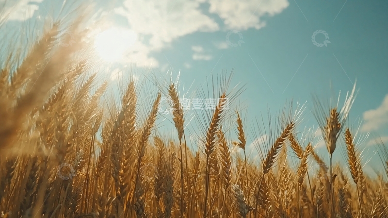 高清大图下载【趣麦麦图】阳光下的金黄麦田