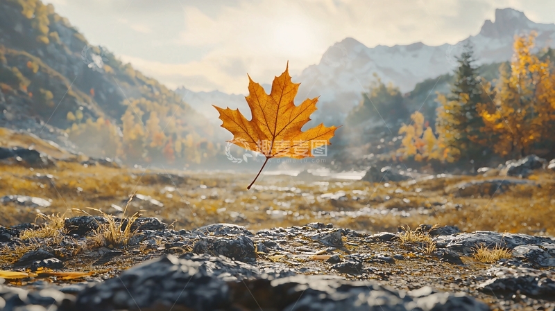 高清大图下载【趣麦麦图】秋叶