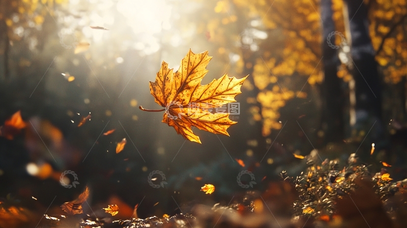 高清大图下载【趣麦麦图】阳光下飘落的秋叶