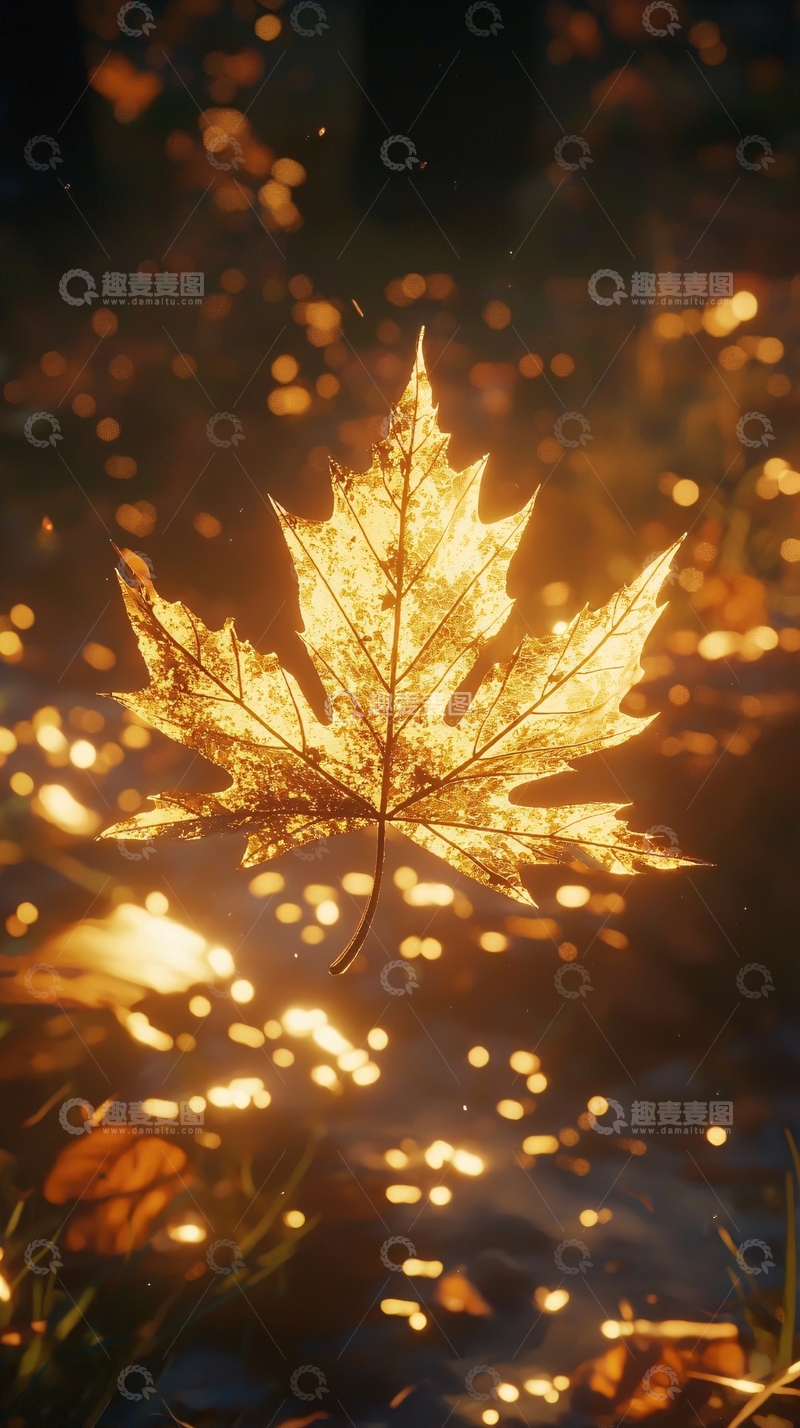 高清大图下载【趣麦麦图】金色枫叶