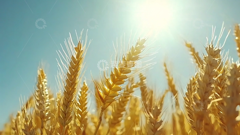 高清大图下载【趣麦麦图】金黄麦浪下的阳光