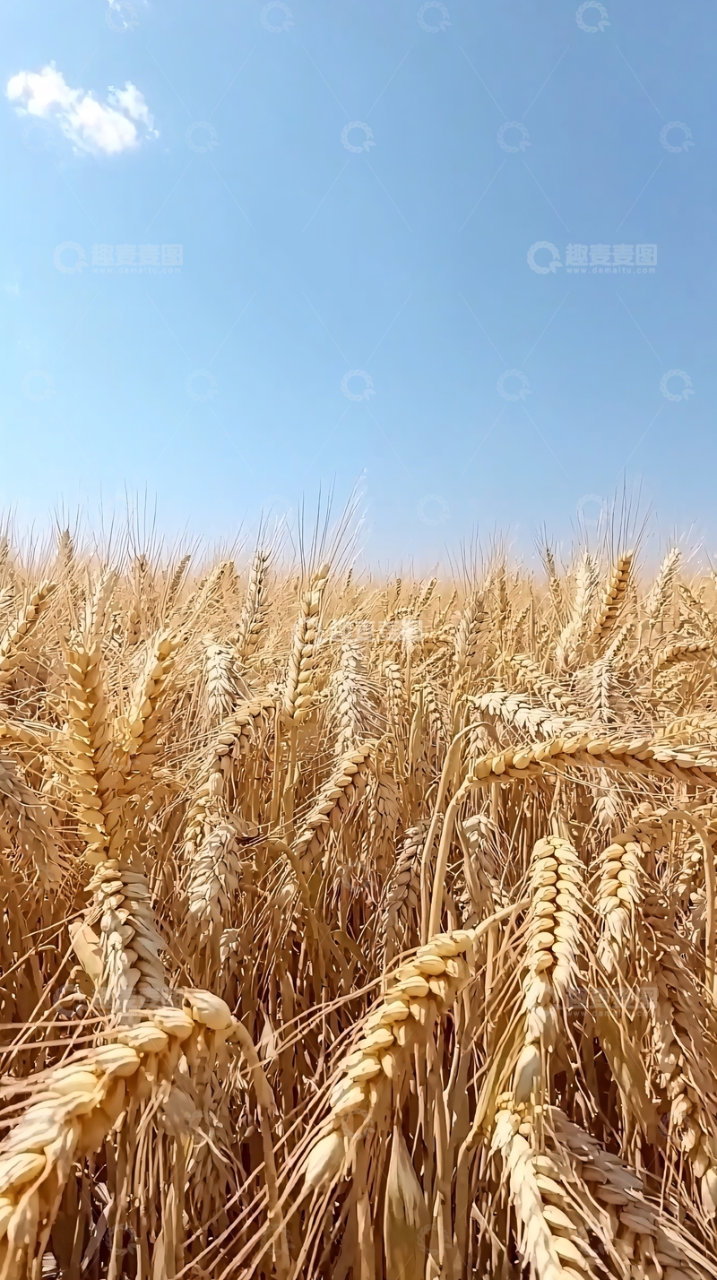 高清大图下载【趣麦麦图】金黄麦浪下的晴朗天空