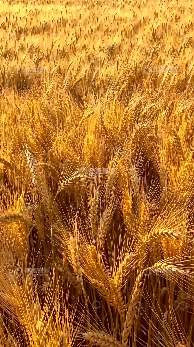 高清大图下载【趣麦麦图】金黄色的麦田