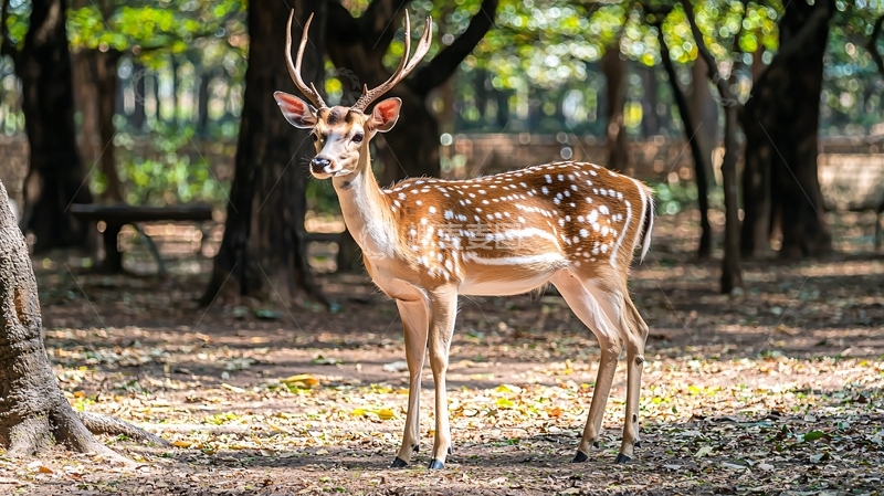 高清大图下载【趣麦麦图】森林里一只梅花鹿