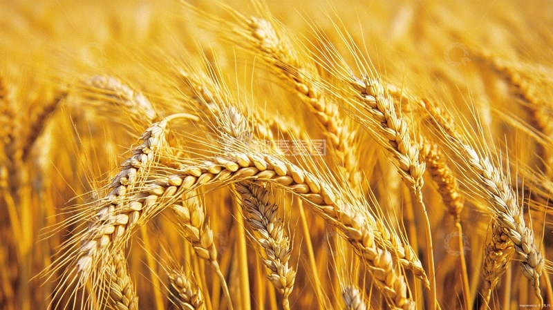 高清大图下载【趣麦麦图】金黄麦田丰收景象