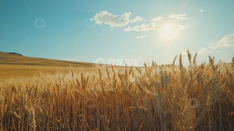 高清大图下载【趣麦麦图】金黄麦田阳光普照