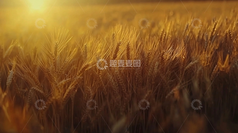 高清大图下载【趣麦麦图】金色麦田夕阳9