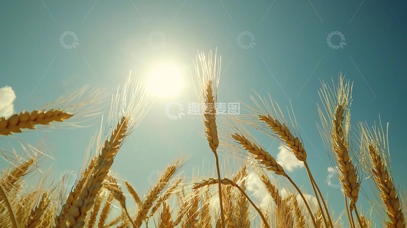 高清大图下载【趣麦麦图】阳光下金黄麦穗