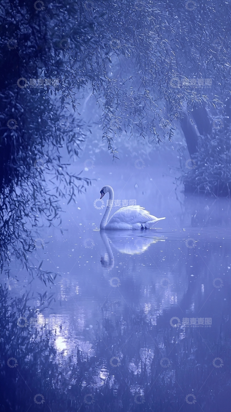 高清大图下载【趣麦麦图】蓝调雾气中优雅的天鹅