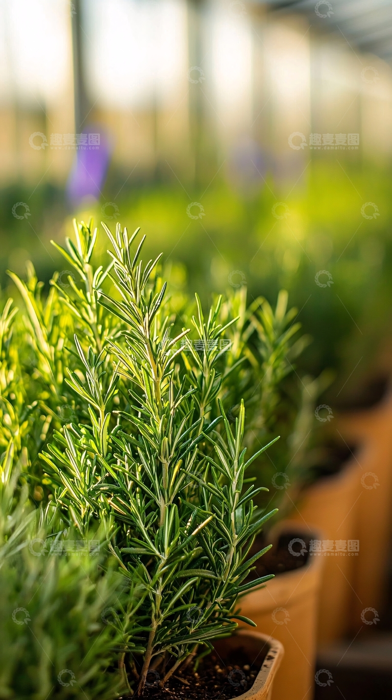 高清大图下载【趣麦麦图】阳光下盆栽迷迭香