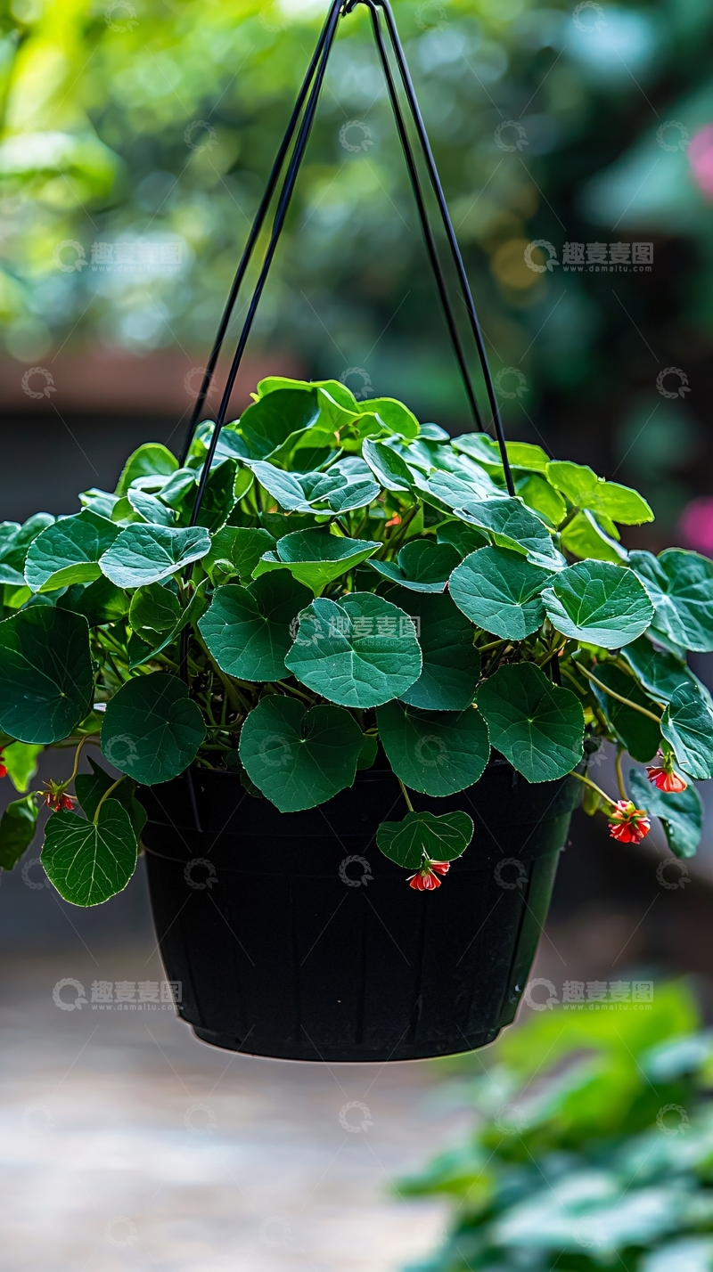 高清大图下载【趣麦麦图】绿植吊盆