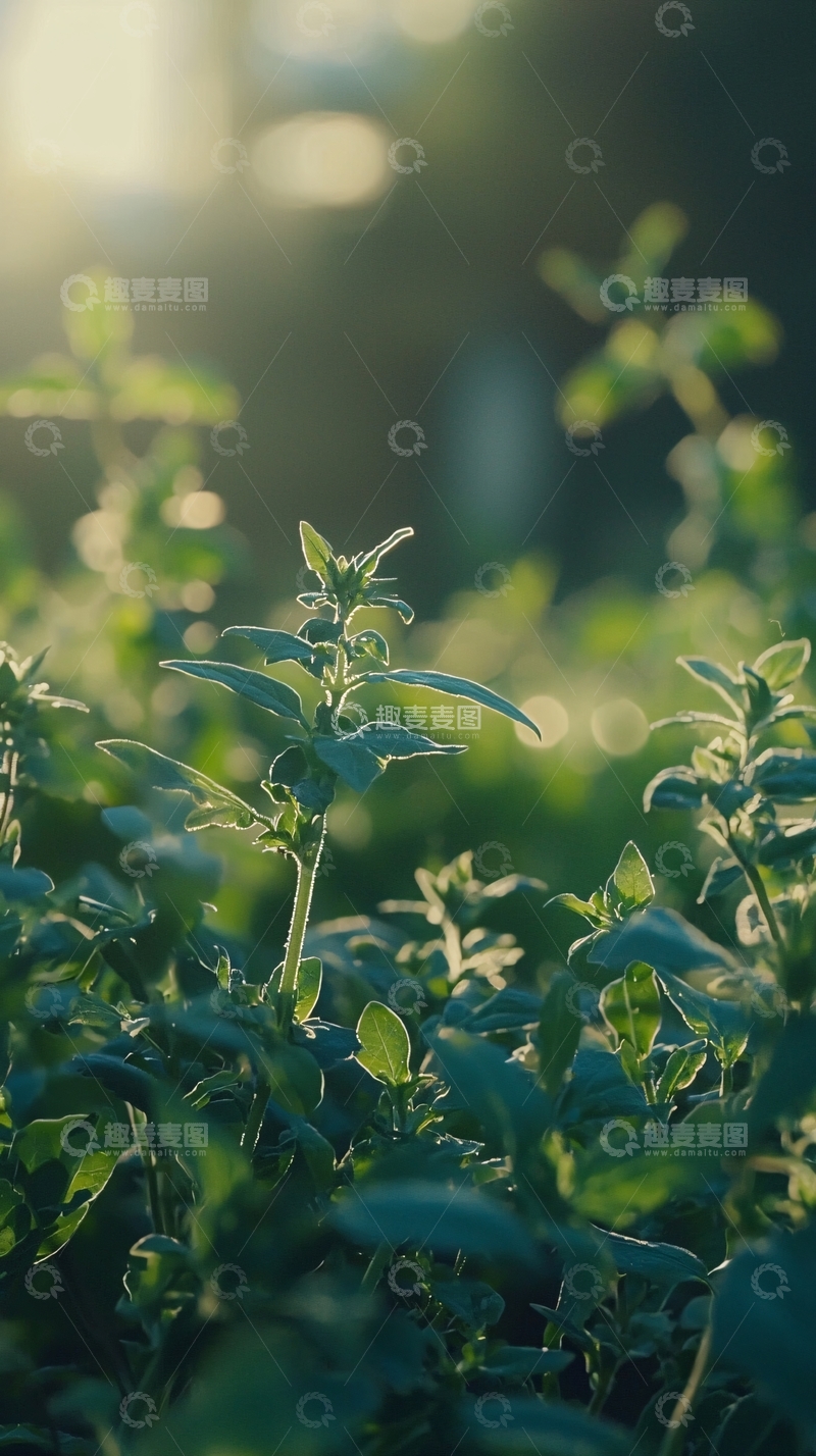 高清大图下载【趣麦麦图】阳光下绿叶植物特写
