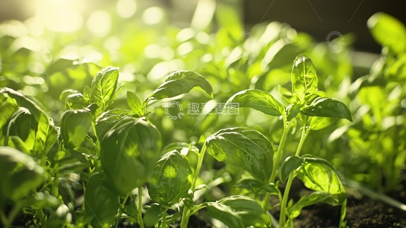 高清大图下载【趣麦麦图】阳光下茂密的幼苗