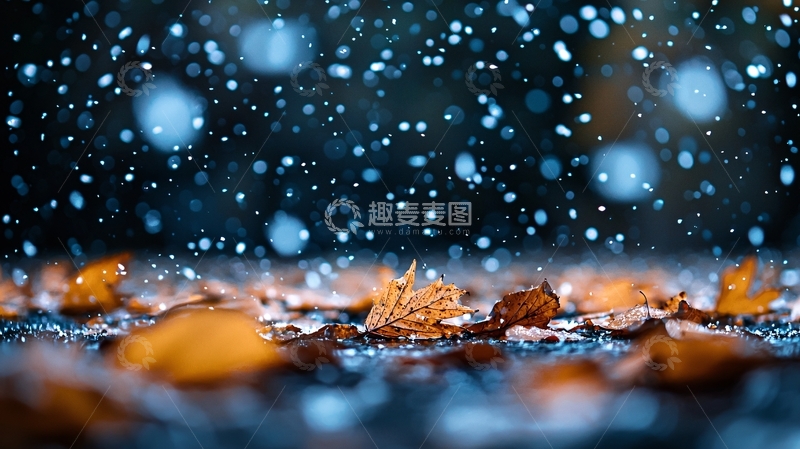 高清大图下载【趣麦麦图】雨中落叶