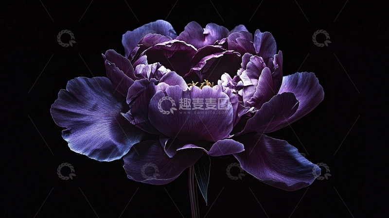 高清大图下载【趣麦麦图】暗紫色牡丹花