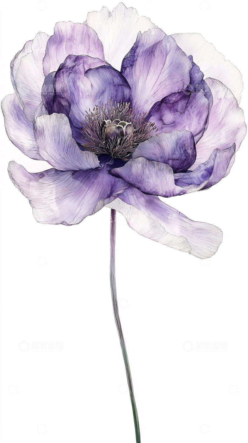 高清大图下载【趣麦麦图】紫色水彩花朵