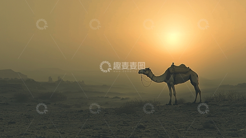 高清大图下载【趣麦麦图】沙漠日出骆驼剪影