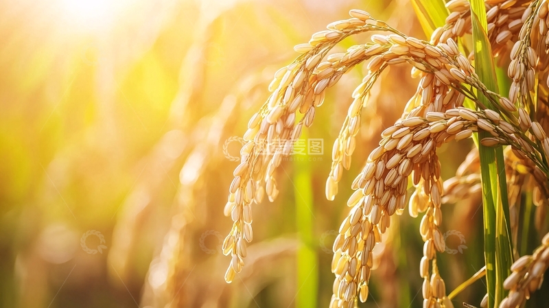 高清大图下载【趣麦麦图】成熟稻穗阳光洒照