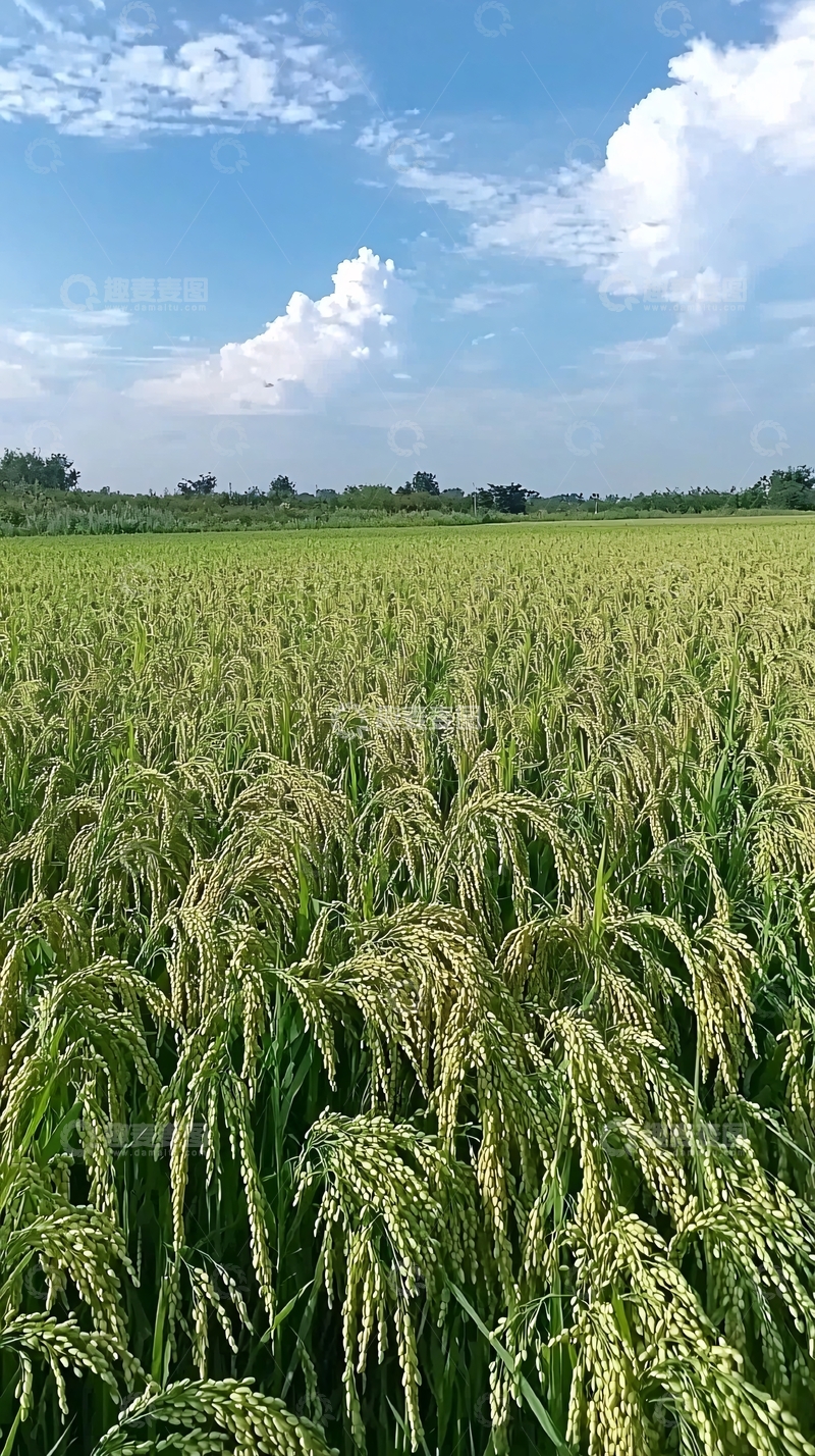 高清大图下载【趣麦麦图】稻田