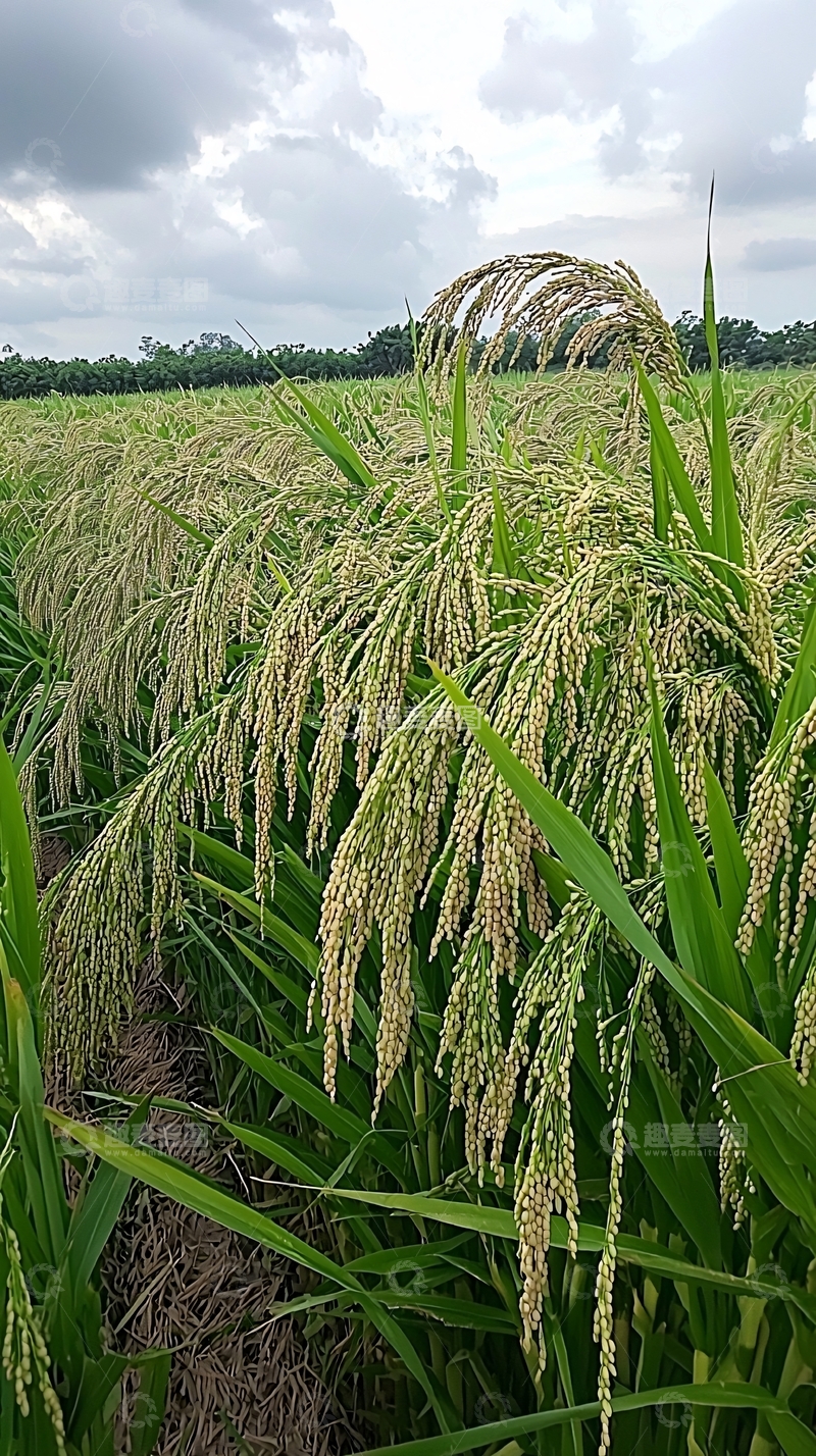 高清大图下载【趣麦麦图】稻田风光