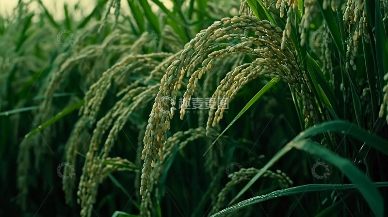 高清大图下载【趣麦麦图】水稻田里的稻穗