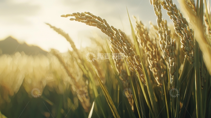 高清大图下载【趣麦麦图】金黄稻穗夕阳下的稻田
