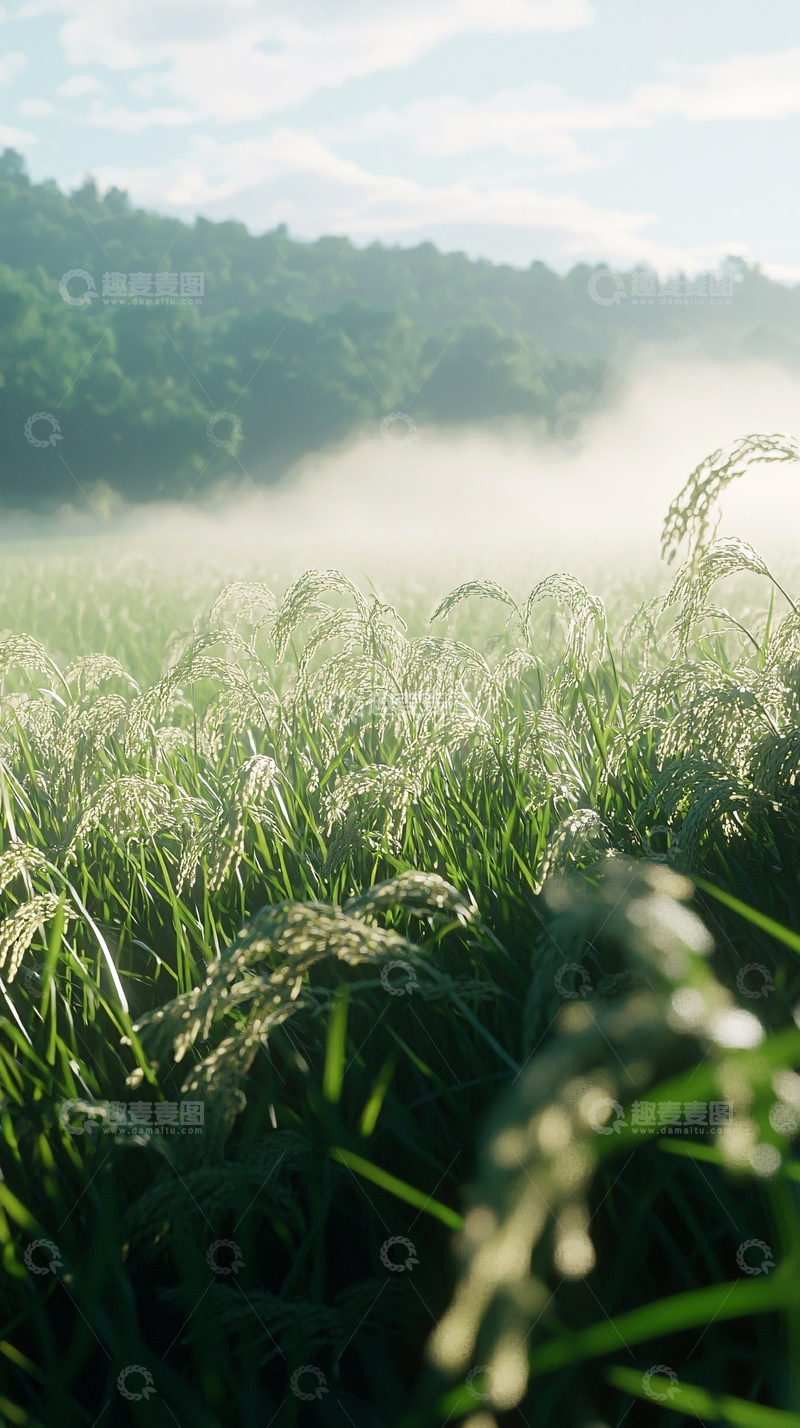 高清大图下载【趣麦麦图】晨雾缭绕的稻田