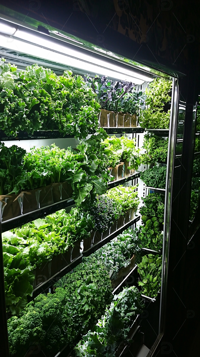 室内垂直农场