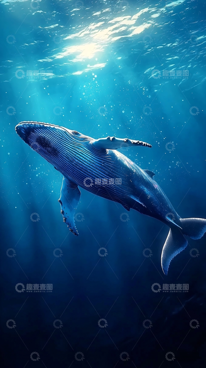 高清大图下载【趣麦麦图】深海中优雅的鲸鱼