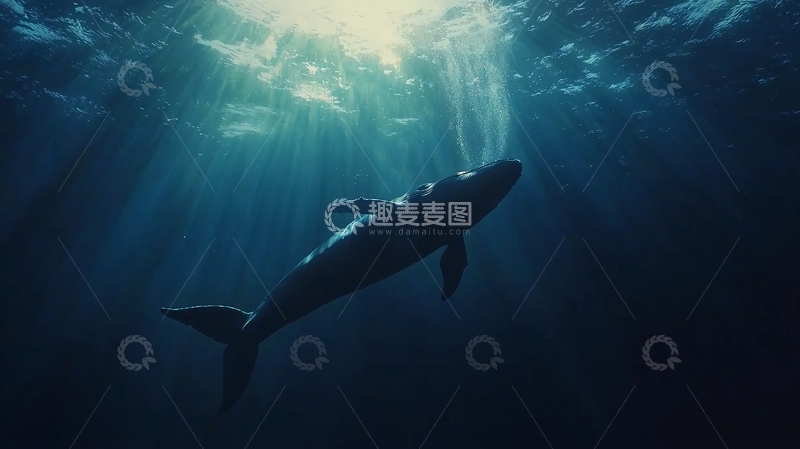 高清大图下载【趣麦麦图】深海鲸鱼剪影