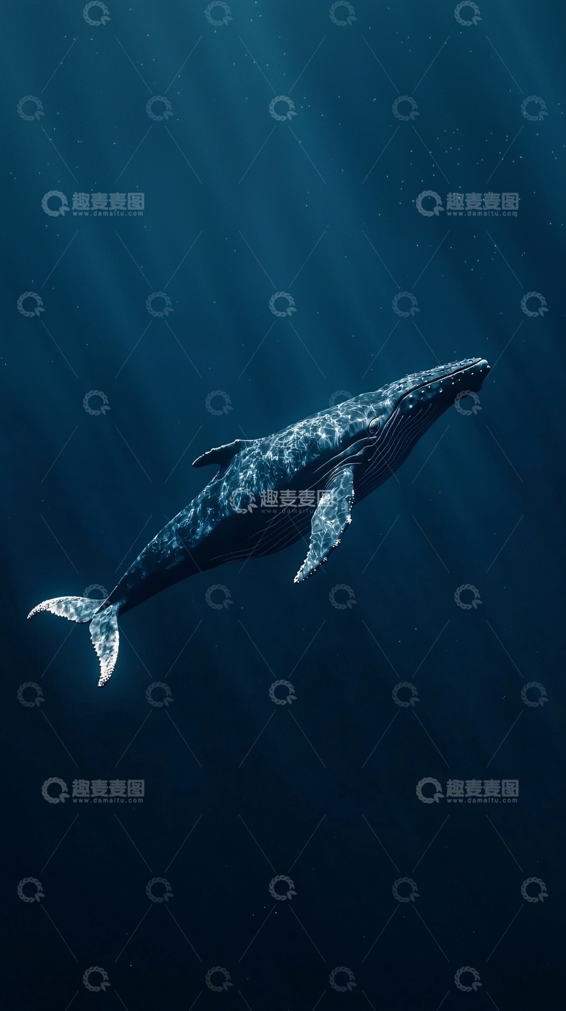 高清大图下载【趣麦麦图】深海中孤独的鲸鱼
