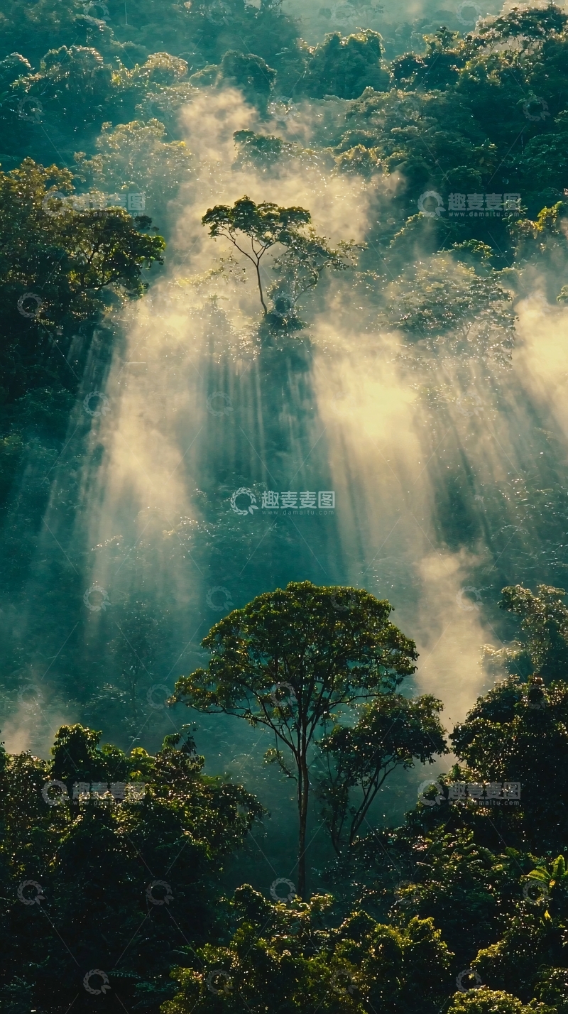 高清大图下载【趣麦麦图】雾气森林阳光树木