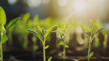 阳光下茁壮成长的幼苗