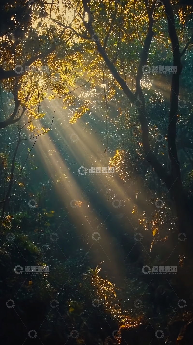 高清大图下载【趣麦麦图】森林阳光