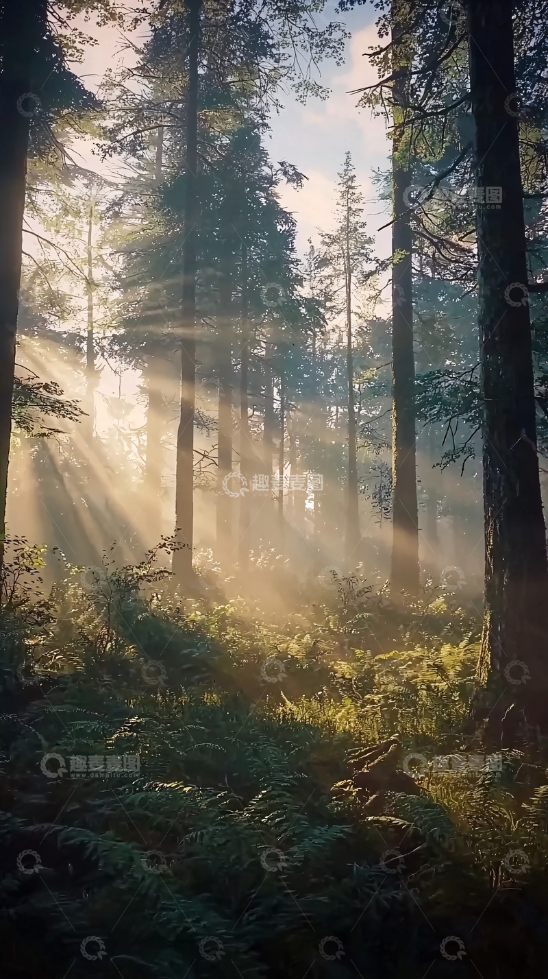 高清大图下载【趣麦麦图】森林清晨阳光6