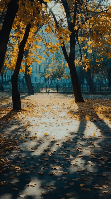 秋日公园落叶树荫小路