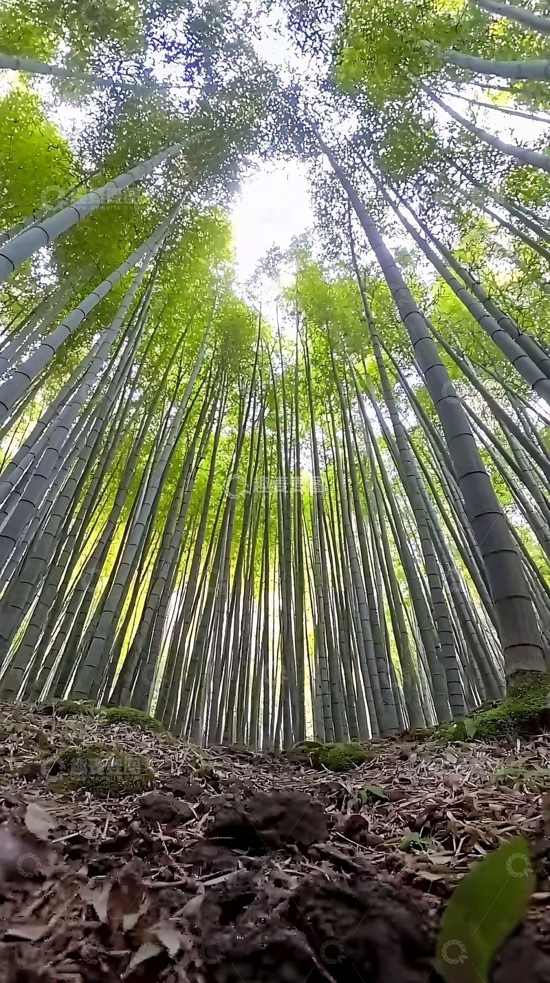 高清大图下载【趣麦麦图】仰视竹林