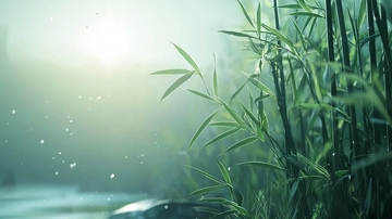 雨后清晨的竹林景色