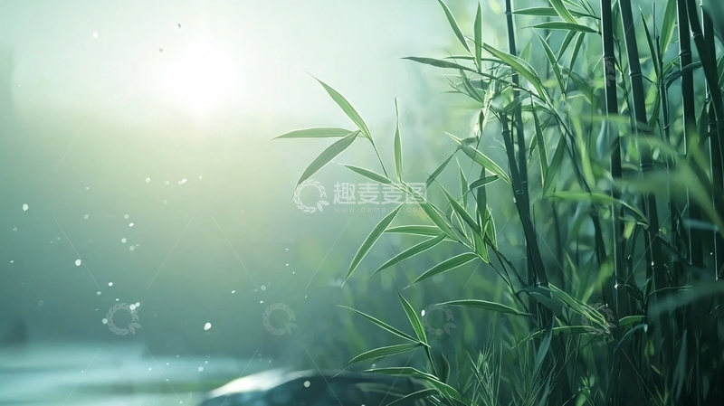 高清大图下载【趣麦麦图】雨后清晨的竹林景色