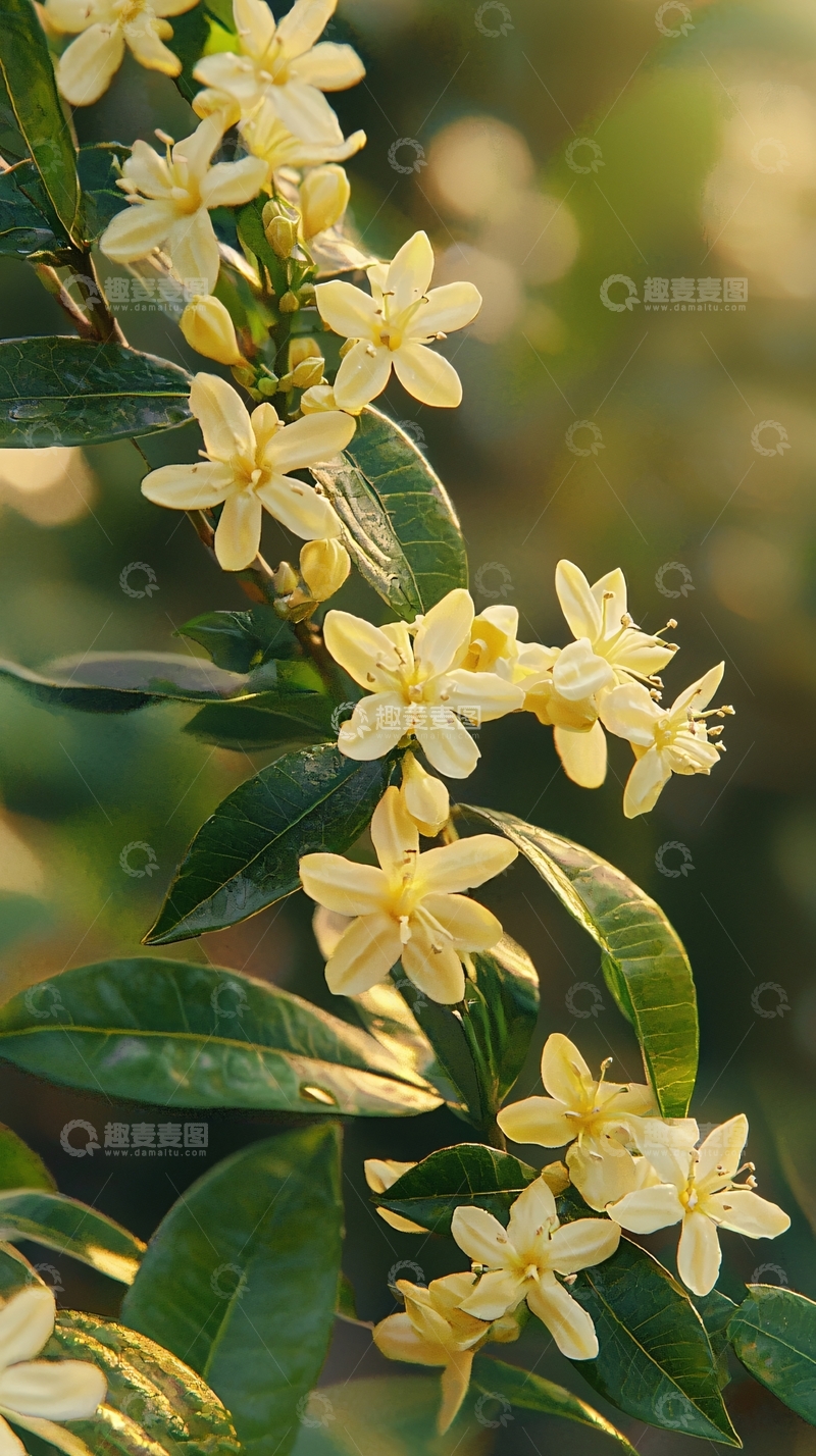 高清大图下载【趣麦麦图】阳光下枝头盛开的黄花