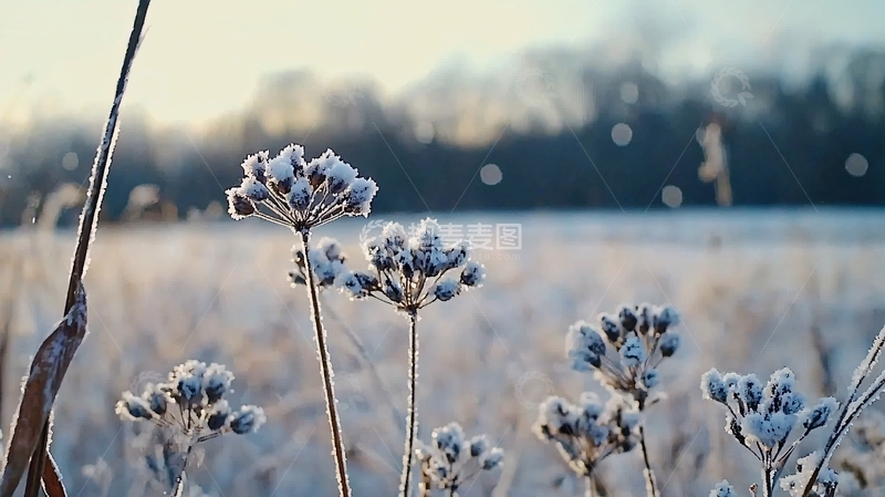 高清大图下载【趣麦麦图】霜覆盖的冬季植物特写