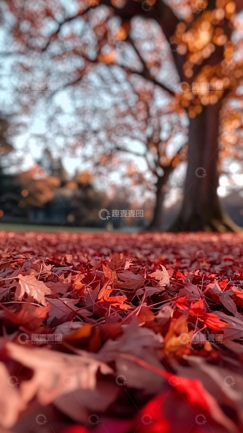 高清大图下载【趣麦麦图】落叶铺满地面的秋天景色