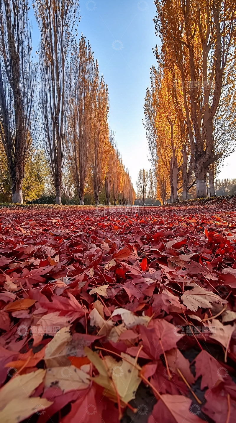 高清大图下载【趣麦麦图】落叶铺满小路