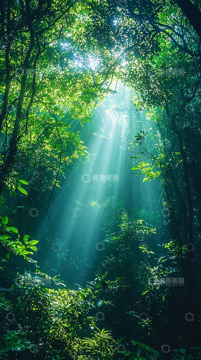 高清大图下载【趣麦麦图】阳光森林