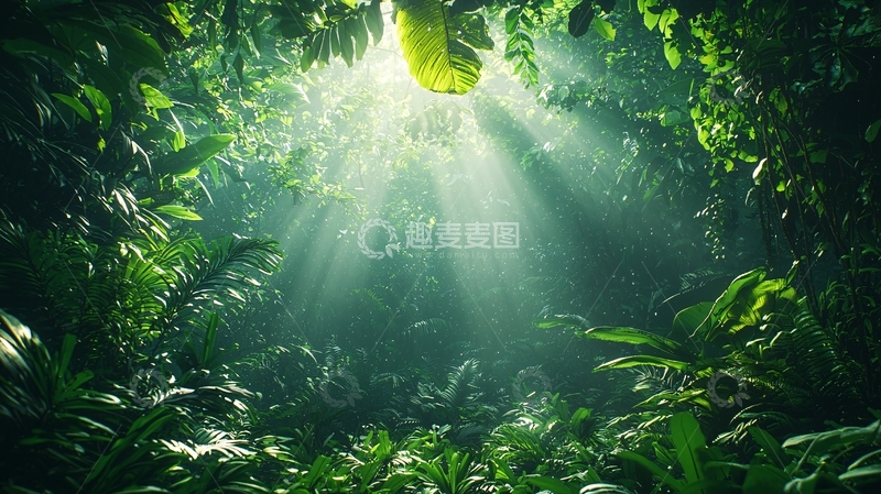 高清大图下载【趣麦麦图】热带雨林光线透过树叶