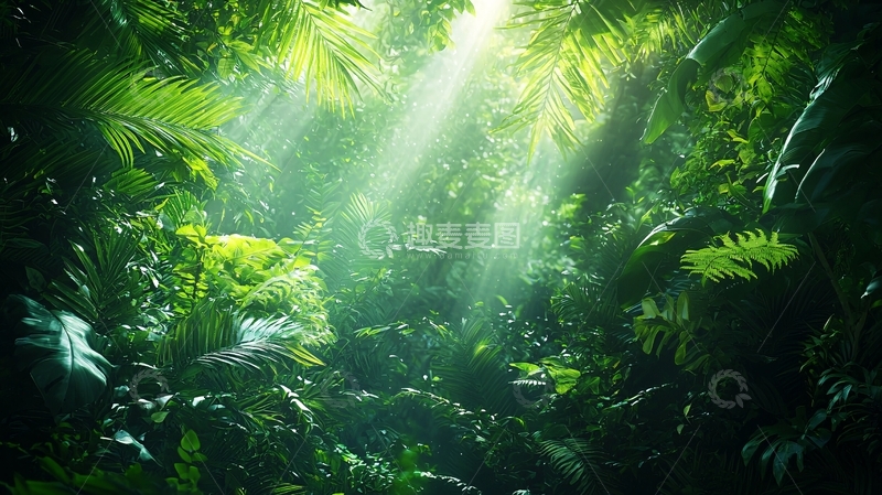 高清大图下载【趣麦麦图】热带雨林阳光穿透